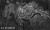 aves-35048200-tapeta-fototapeta-wonderwall-scienna-winylowa-megaaranz.jpg