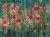 Rosella Art. 470 31 2102-tapeta-scienna-winylowa-wallcraft-foto-obraz-sztuka-megaaranz.jpg