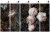 CHARMEREQUIEMkarta_wykadrowana_megaaranz_mega_wallart_tapety_fototapety_obrazy_nawymiar_bryty_kola.jpg