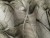 Monstera-tekstura-tapety-scienne-fototapety-obrazy-dziela-natura-aranzacja-wallcraft-megaaranz.jpg