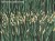 Narcise Art. 445 32 2102-wallcraft-tapety-scienne-obrazy-fototapety-sztuka-winylowe-flizelina-megaaranz.jpg
