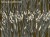 Narcise Art. 445 33 2102-wallcraft-tapety-scienne-obrazy-fototapety-sztuka-winylowe-flizelina-megaaranz.jpg
